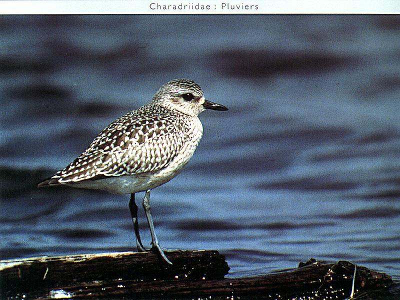 Ds-Oiseau 121-Plover-on floating log.jpg