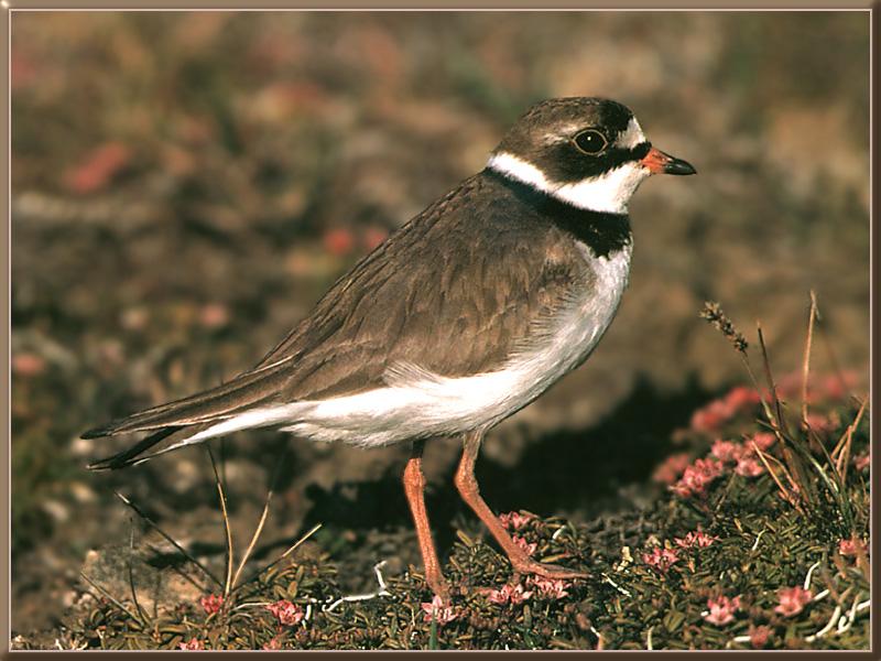 semipalmated plover 00.jpg