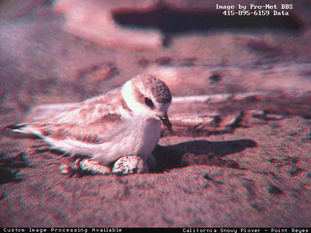 California Snowy Plover-bird060.jpg