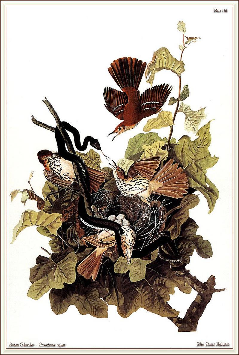 KsW-sc-107-J. J. Audubon-Brown Thrasher-sm-Attack of a Snake.jpg
