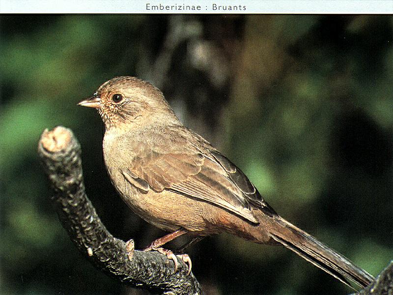 Ds-Oiseau 016-Canyon Towhee-Pipilo fuscus.jpg