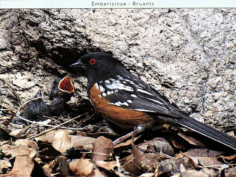 Ds-Oiseau 051-Eastern or Rufous-sided Towhee-mom and chicks.jpg