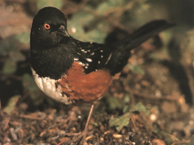 Spotted Towhee On Ground.jpg