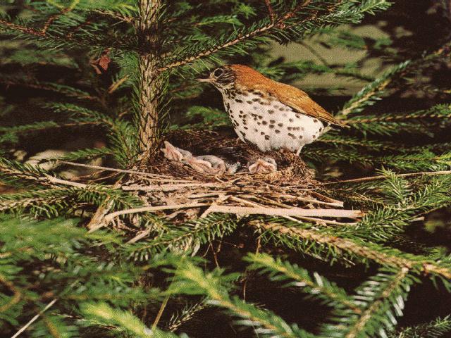 bird021-Wood Thrushes-mom nursing chicks on nest.jpg