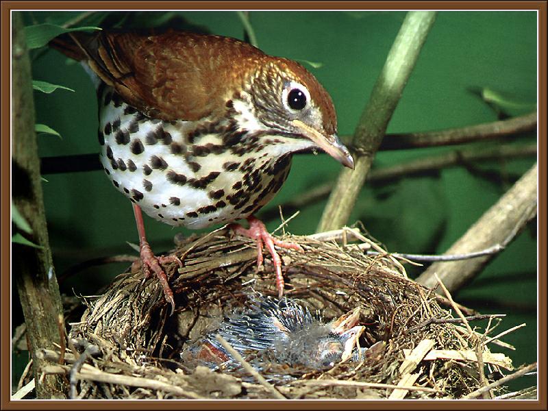 Ds-Cal Oiseaux 01 - Grive des bois-Wood Thrush-on nest.jpg