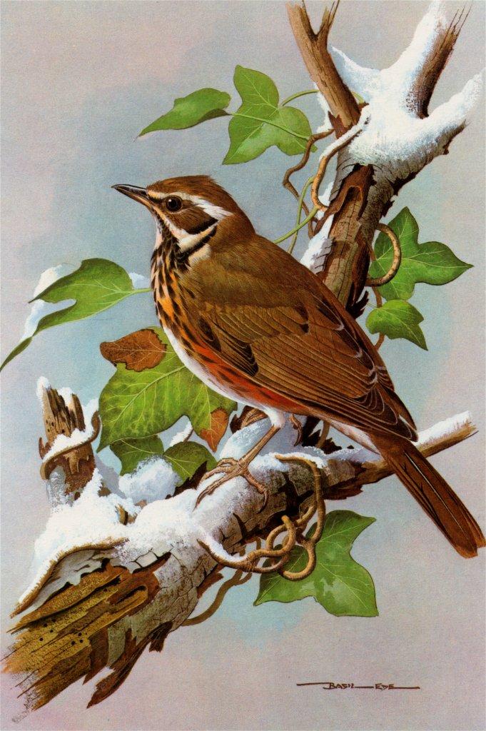 Basil Ede British Birds-Redwing NC.jpg