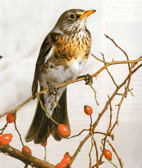 Awhat Bird 09-Fieldfare-On Thorny Tree.jpg