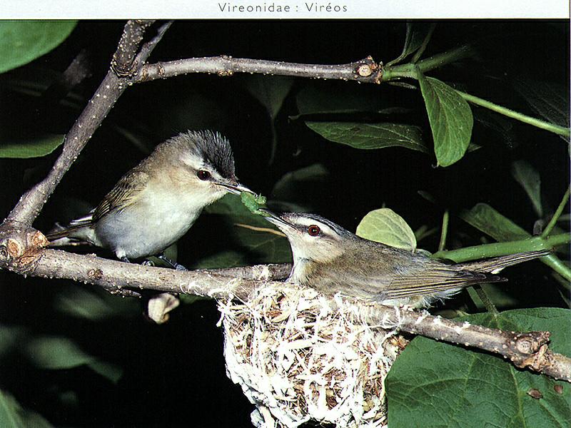 Ds-Oiseau 034-Red-eyed Vireos-pair on nest.jpg