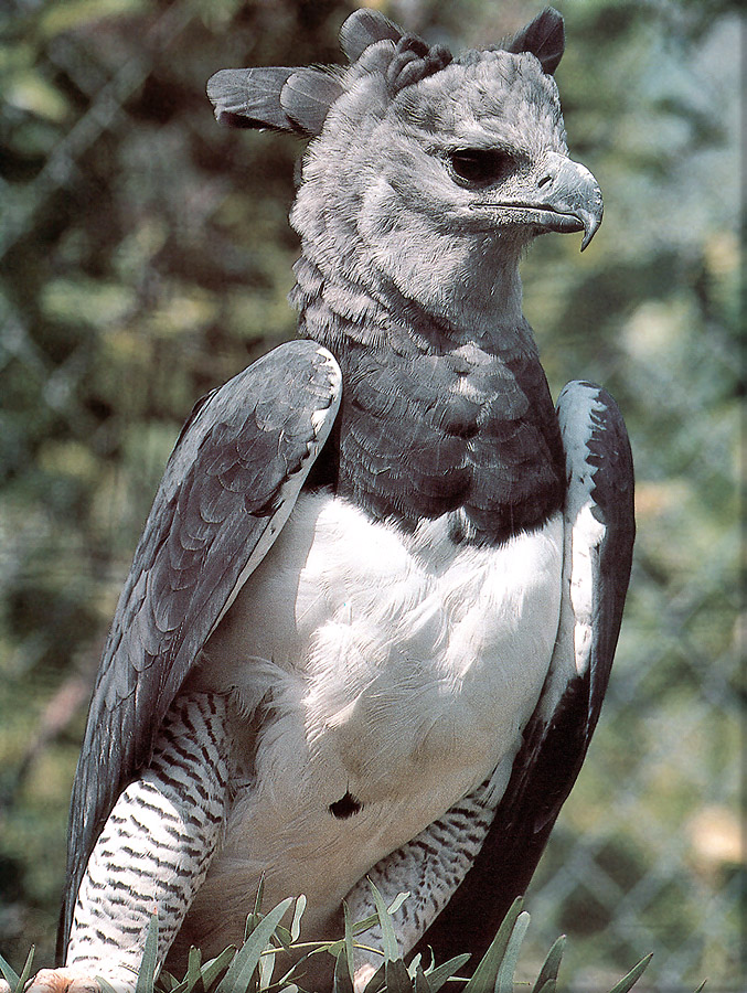 P001 Harpy-Eagle.jpg