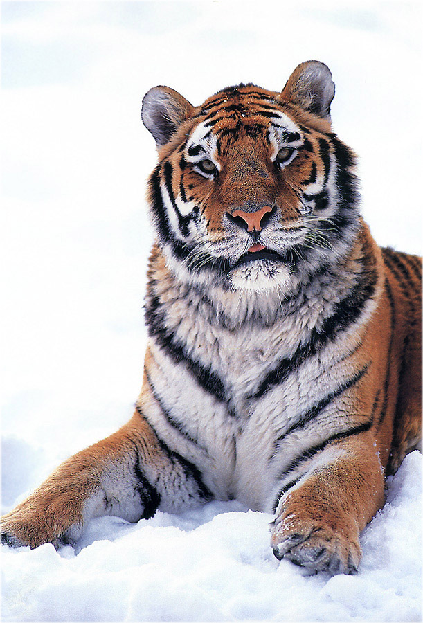 P010 Tiger.jpg