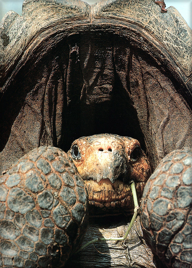 P012 Galapagos tortoise.jpg
