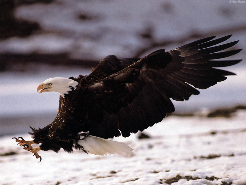 sdcss 052 american bald eagle.jpg