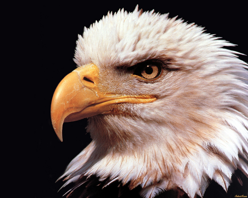 sdcss 053 eagles freedoms wings.jpg