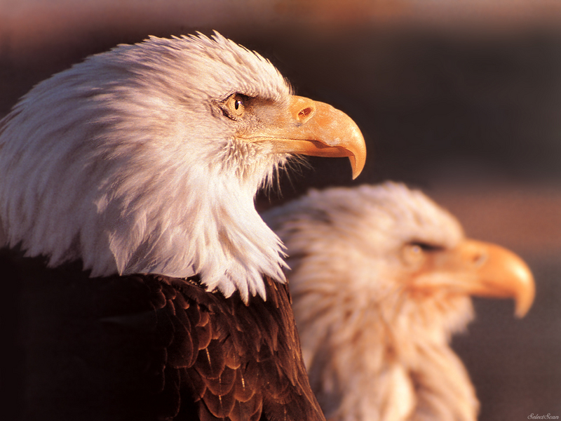 sdcss 055 eagles freedoms wings.jpg