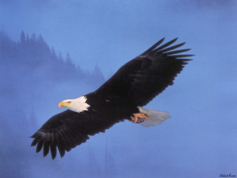 sdcss 056 eagles freedoms wings.jpg