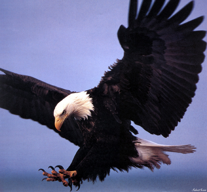 sdcss 057 eagles freedoms wings.jpg