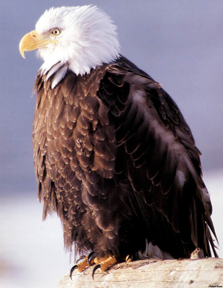 sdcss 058 eagles freedoms wings.jpg