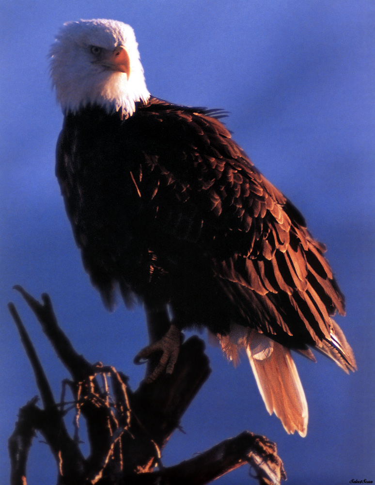 sdcss 059 eagles freedoms wings.jpg