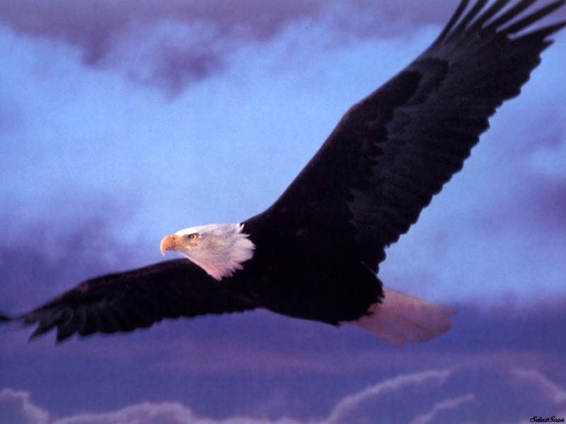 sdcss 060 eagles freedoms wings.jpg