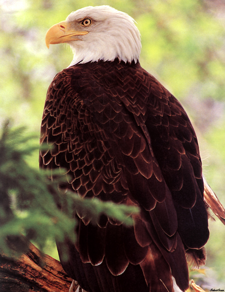 sdcss 061 eagles freedoms wings.jpg