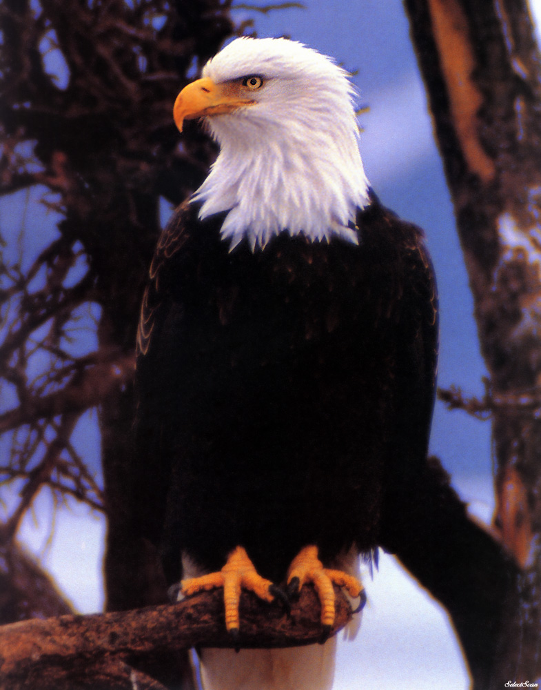 sdcss 062 eagles freedoms wings.jpg