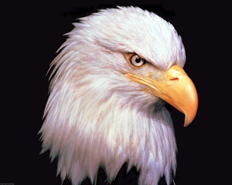 sdcss 063 eagles freedoms wings.jpg