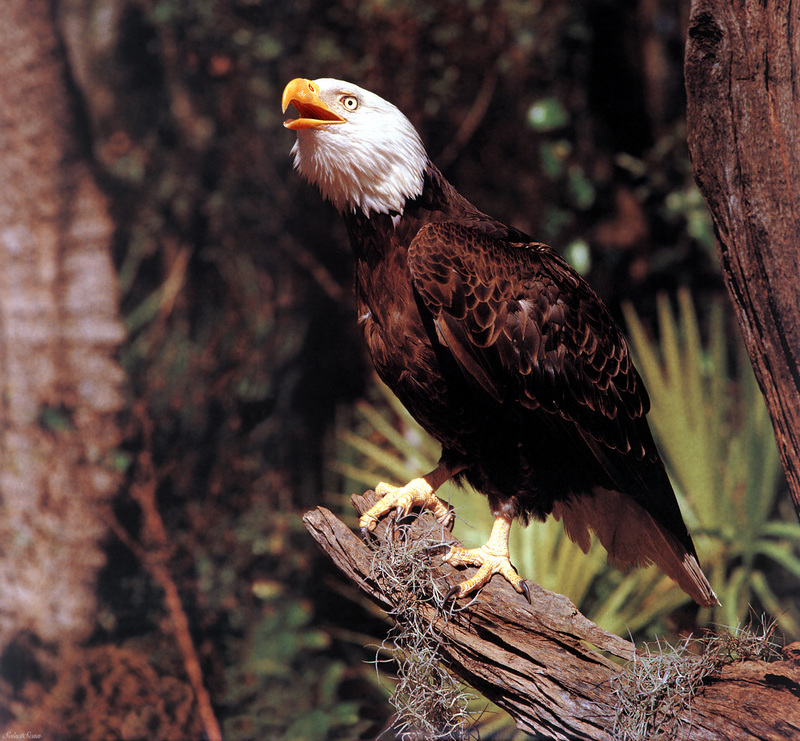 sdcss 064 eagles freedoms wings.jpg
