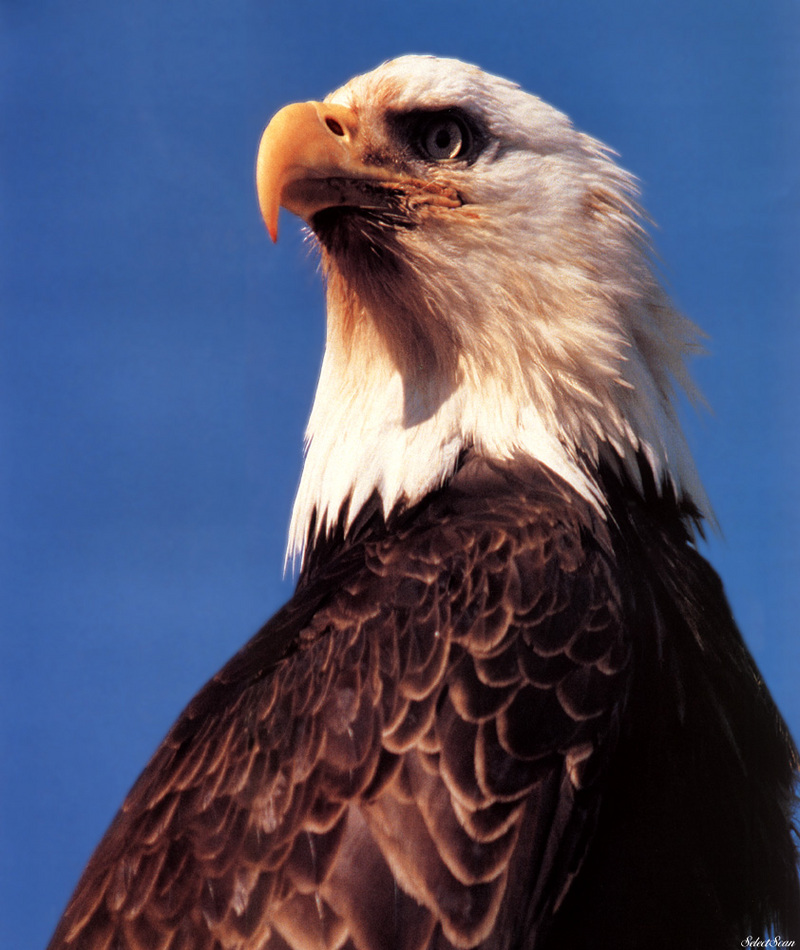 sdcss 065 eagles freedoms wings.jpg