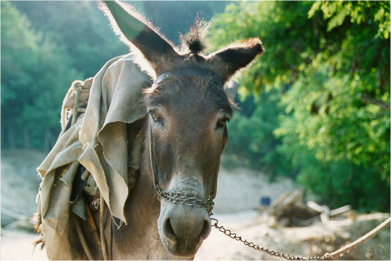 a\'O gr-Donkey-01.jpg