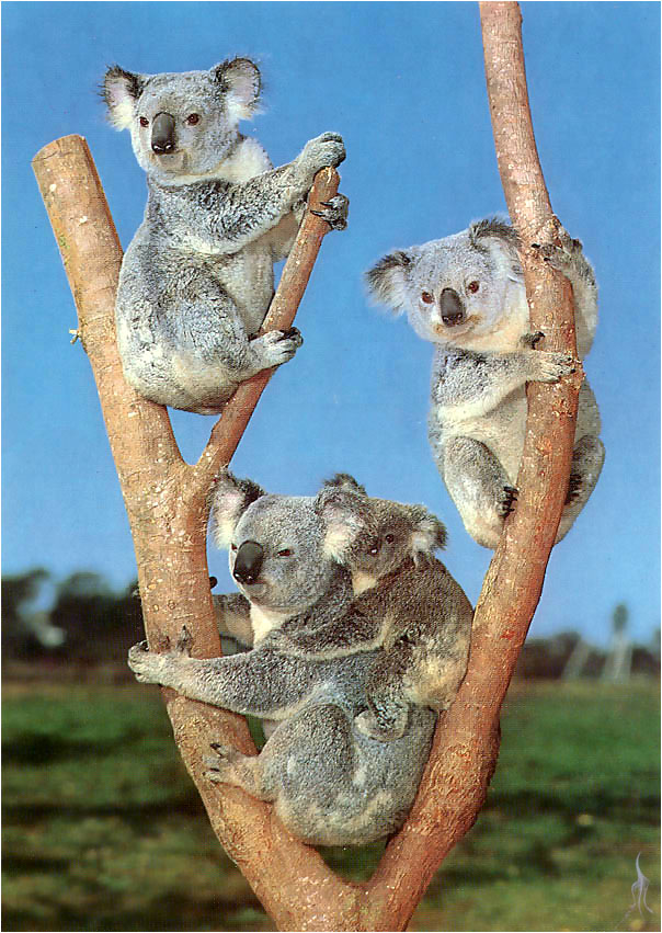 a\'O msc-Koalas-01.jpg