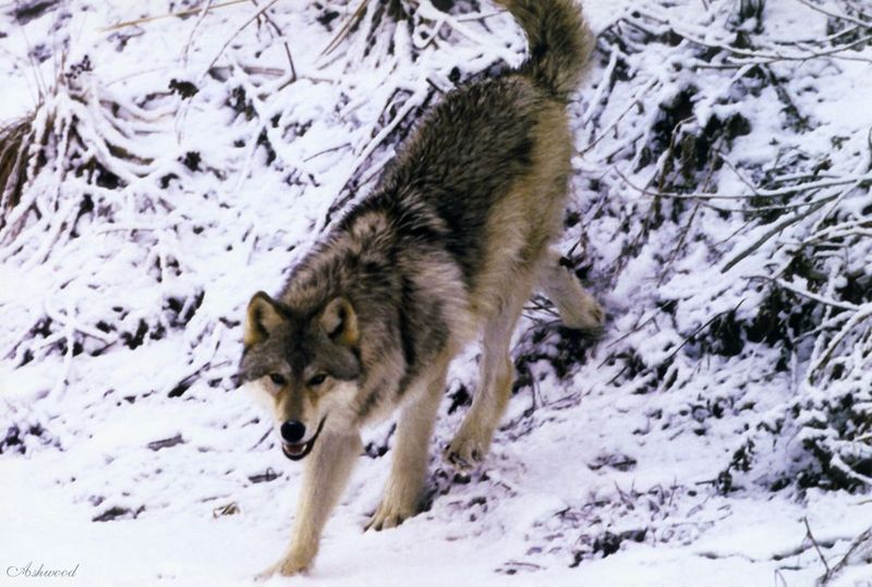 wolf004.jpg