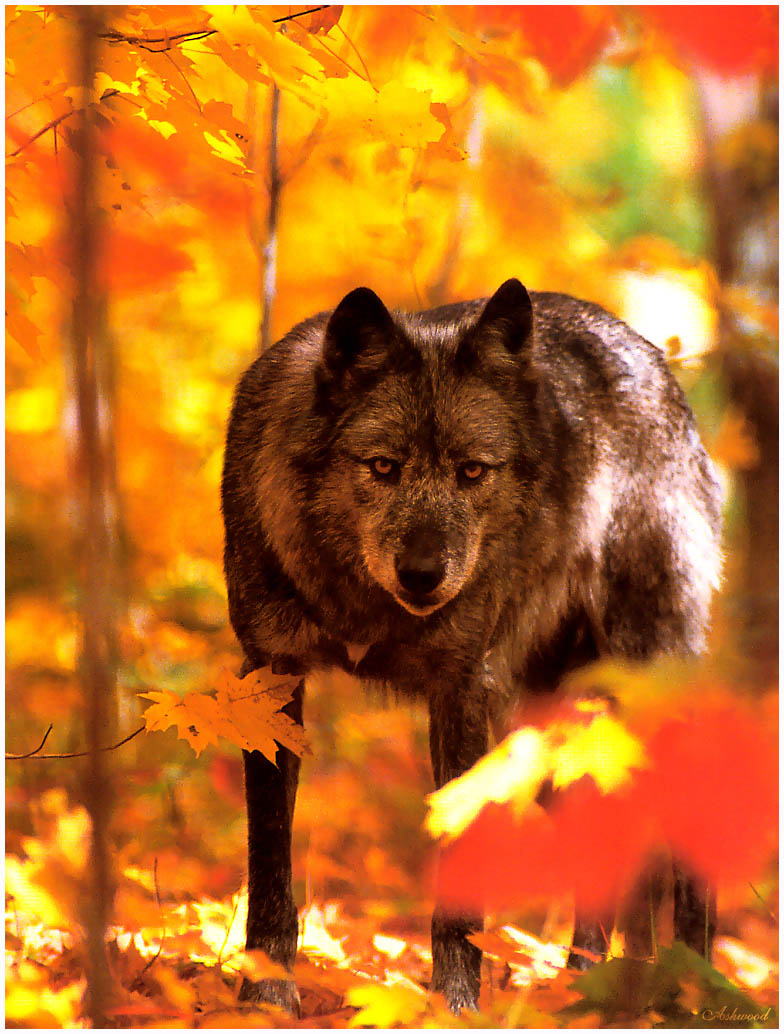 wolf15.jpg