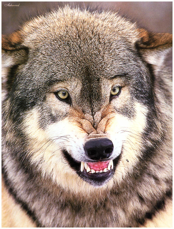 wolf22.jpg