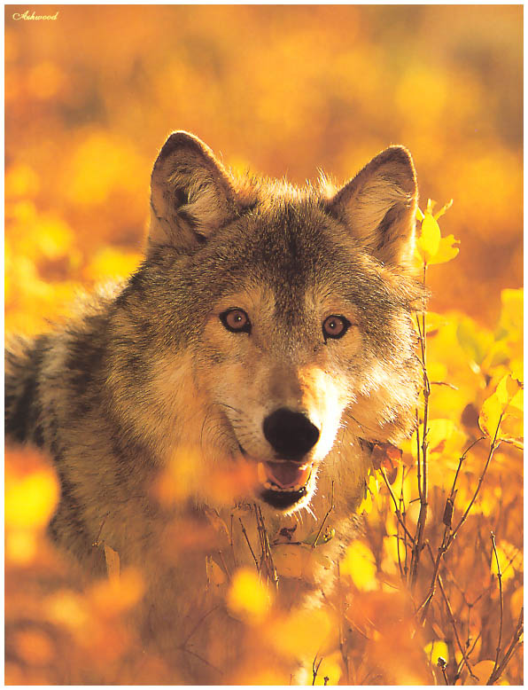wolf25.jpg