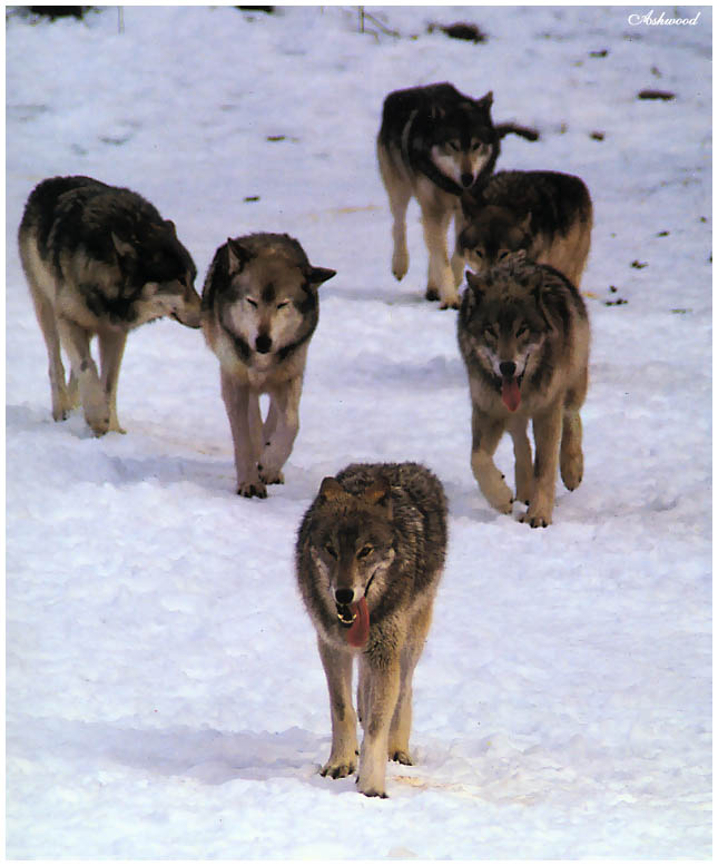 wolf26.jpg