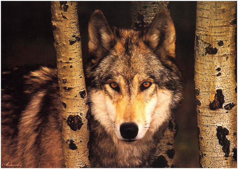 wolf40.jpg