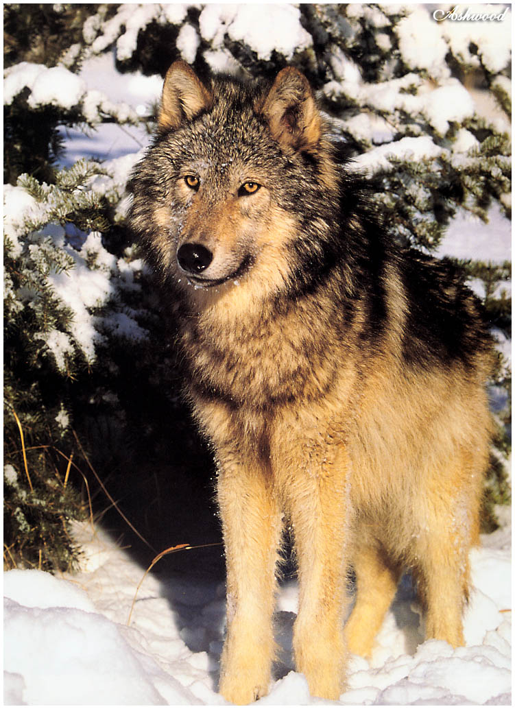 wolf45.jpg