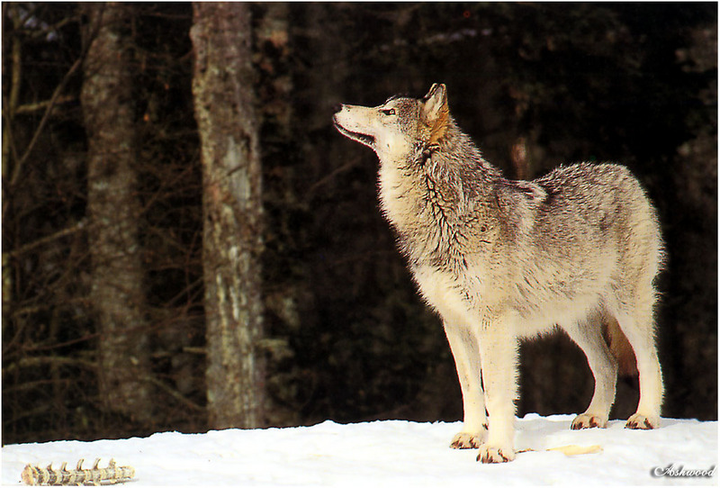 wolf48.jpg