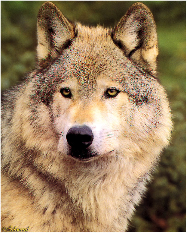 wolf49.jpg