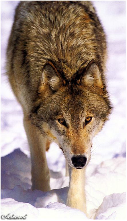 wolf70.jpg