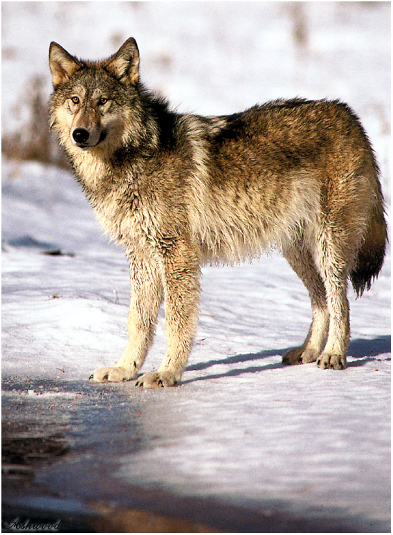 wolf72.jpg