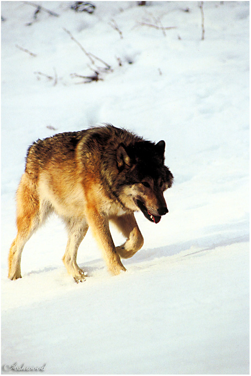wolf76.jpg