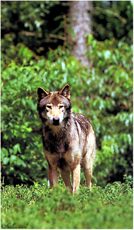 wolf85.jpg