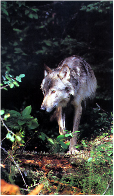 wolf88.jpg