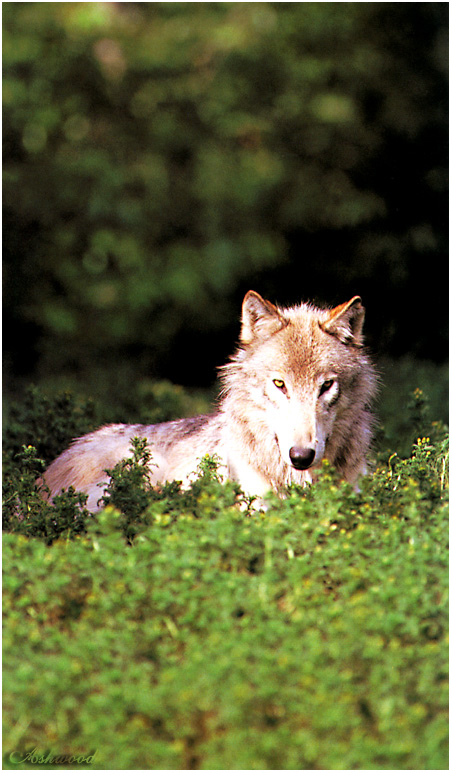 wolf93.jpg