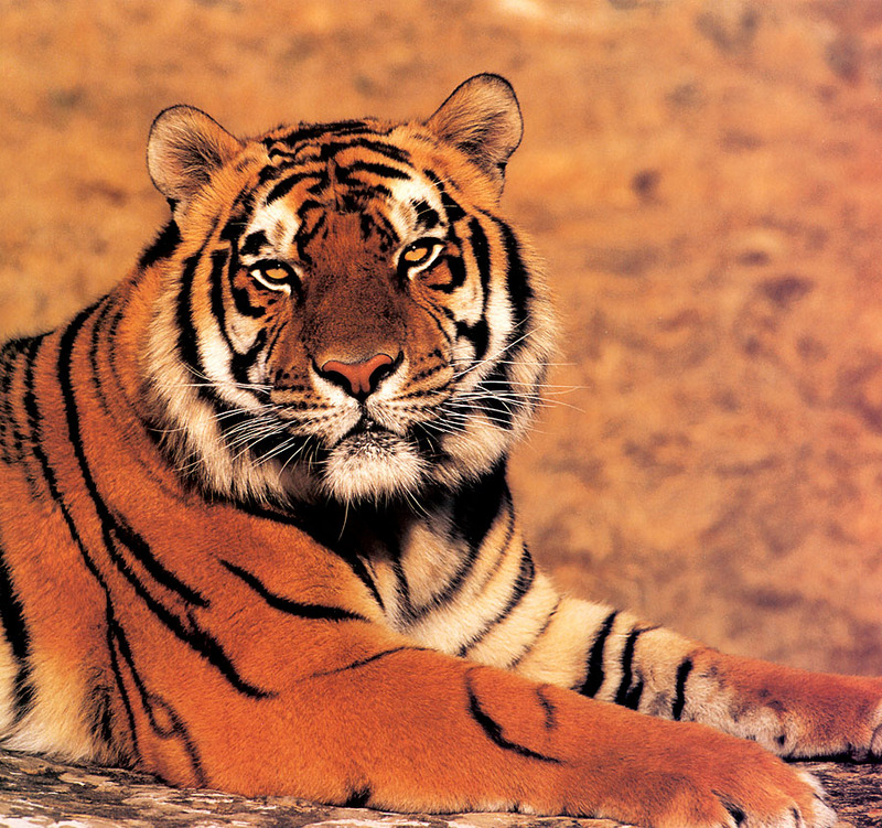 p-Tigers Cal2001 04.jpg