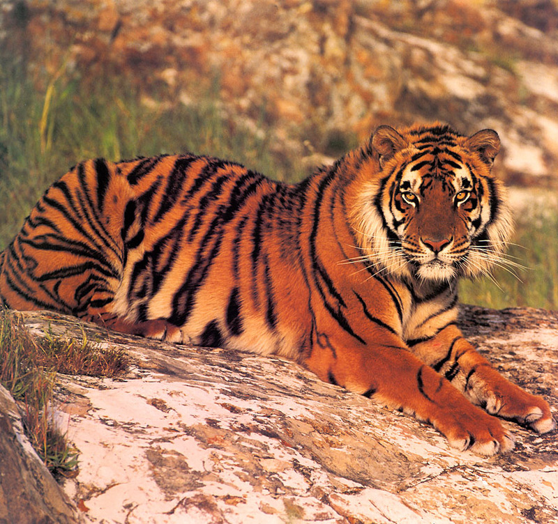 p-Tigers Cal2001 08.jpg