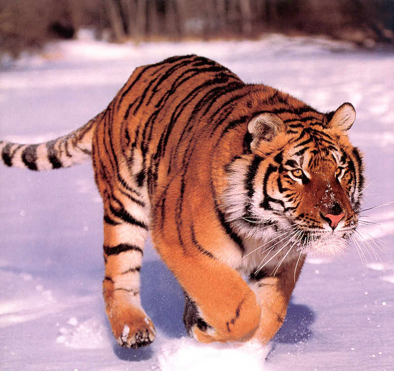 p-Tigers Cal2001 10.jpg