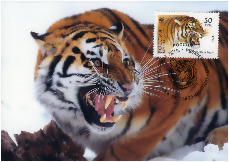 f Tigre postcard ph 50 1200.jpg