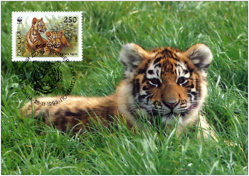 f Tigre postcard ph 250 1200.jpg